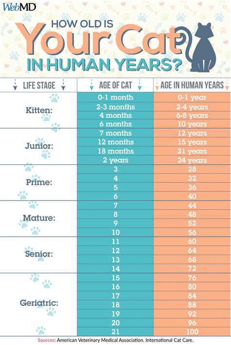 cat years and human years chart|calculate cat age to human.